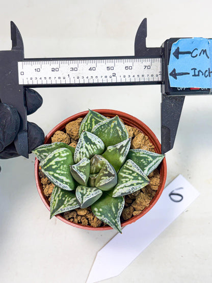 Haworthia Dojakudai Cobbledon (wa2) (r6) | Rare Succulent