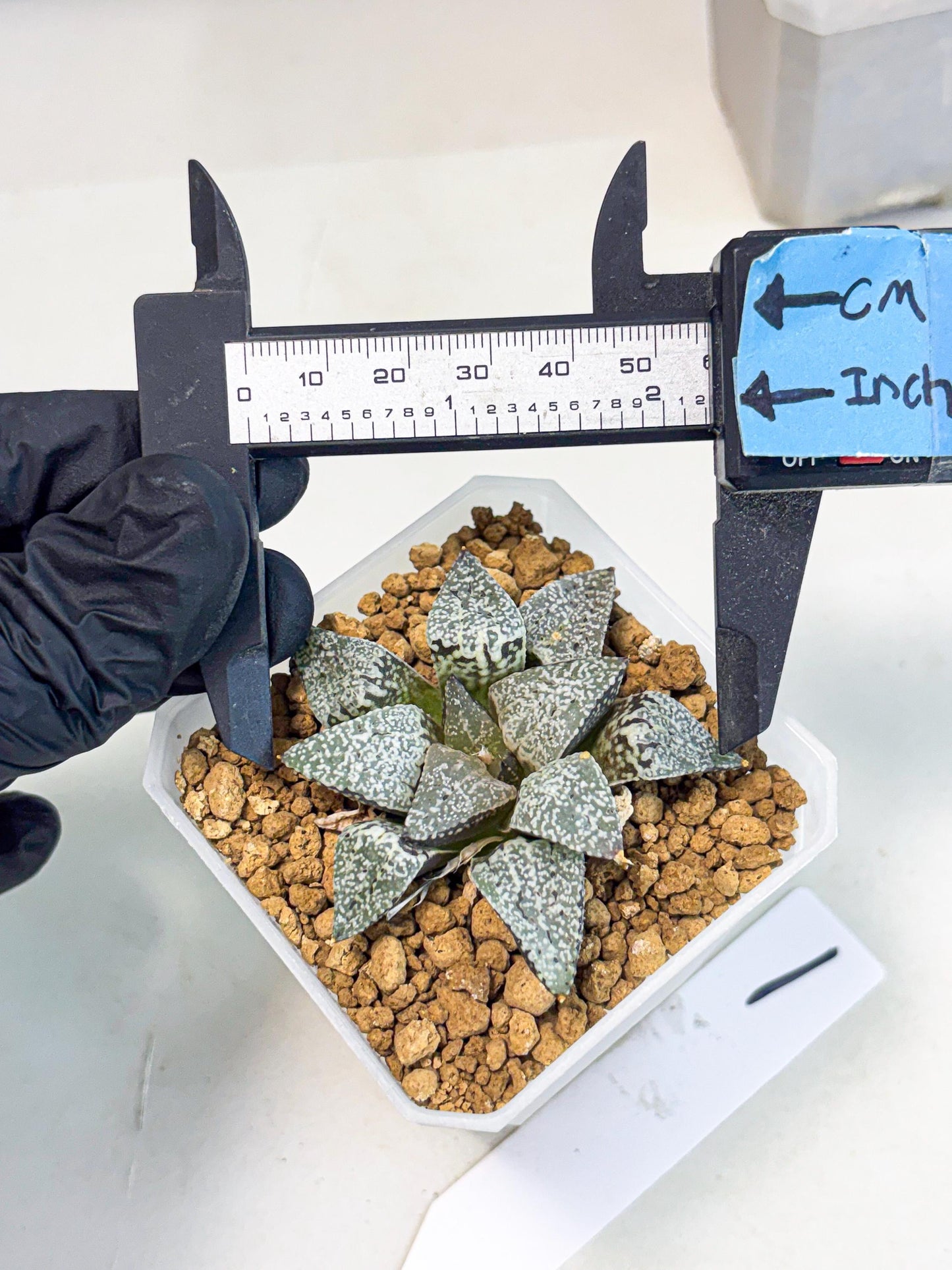 Haworthia Bojin (wa3) (y1) | Rare Succulent