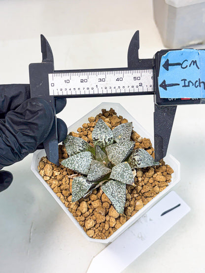 Haworthia Bojin (wa3) (y1) | Rare Succulent