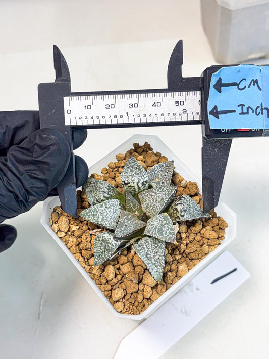 Haworthia Bojin (wa3) (y1) | Rare Succulent