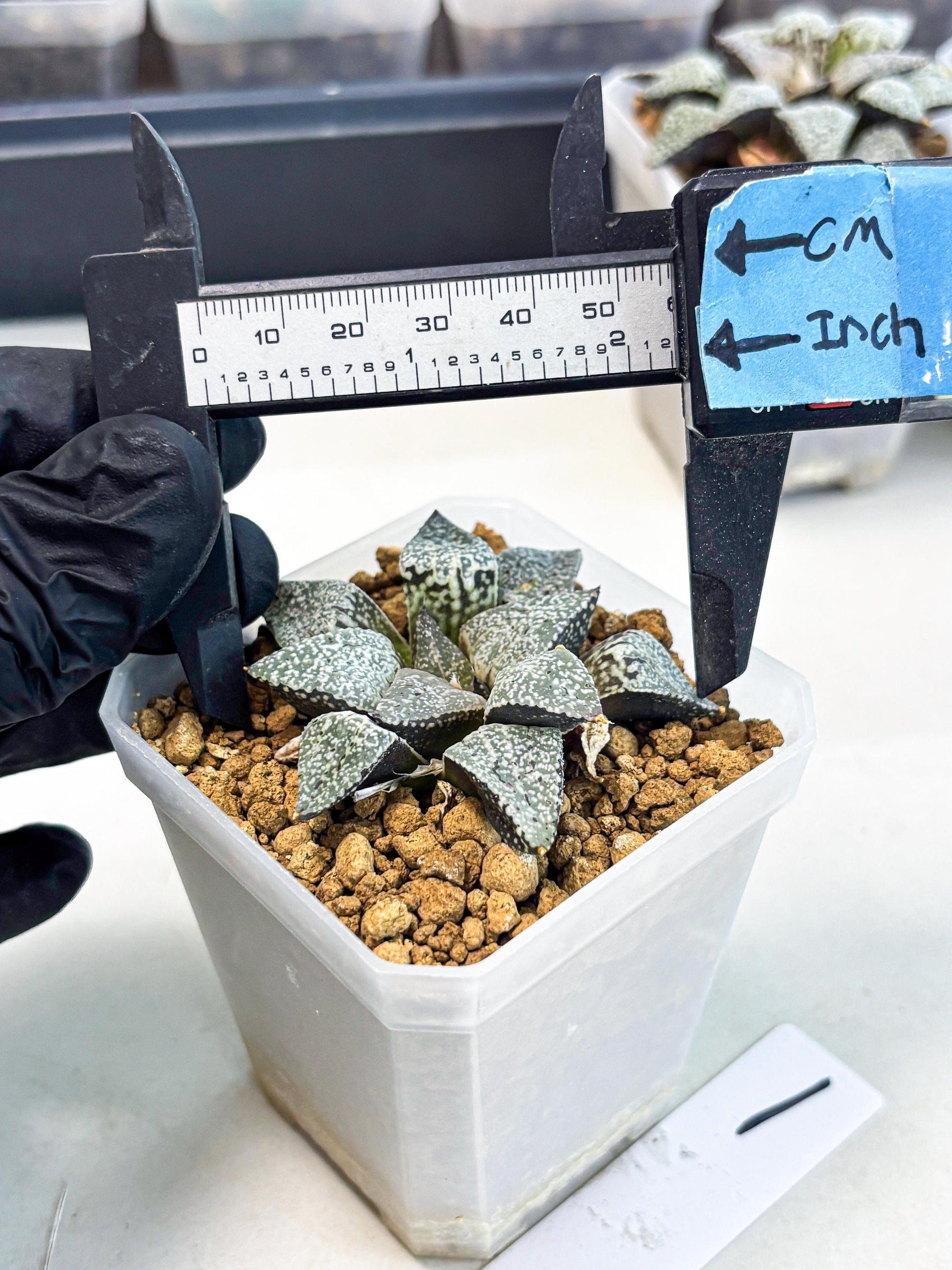 Haworthia Bojin (wa3) (y1) | Rare Succulent