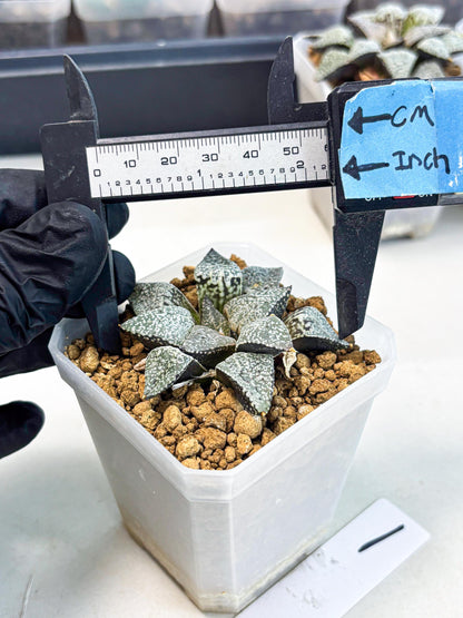 Haworthia Bojin (wa3) (y1) | Rare Succulent