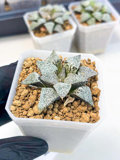 Haworthia Bojin (wa3) (y1) | Rare Succulent