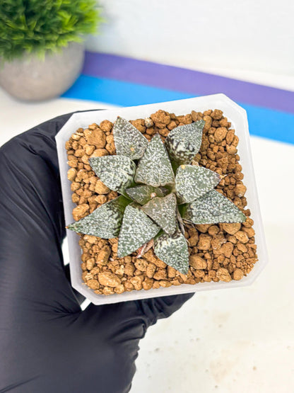 Haworthia Bojin (wa3) (y1) | Rare Succulent
