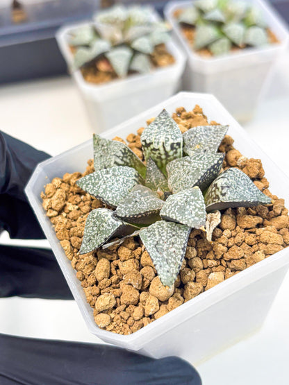 Haworthia Bojin (wa3) (y1) | Rare Succulent