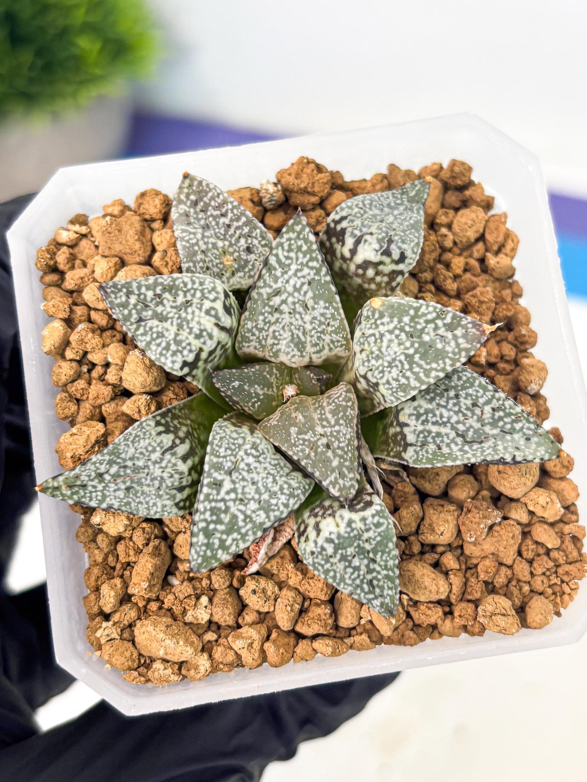 Haworthia Bojin (wa3) (y1) | Rare Succulent
