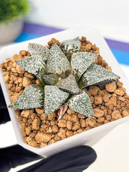 Haworthia Bojin (wa3) (y1) | Rare Succulent