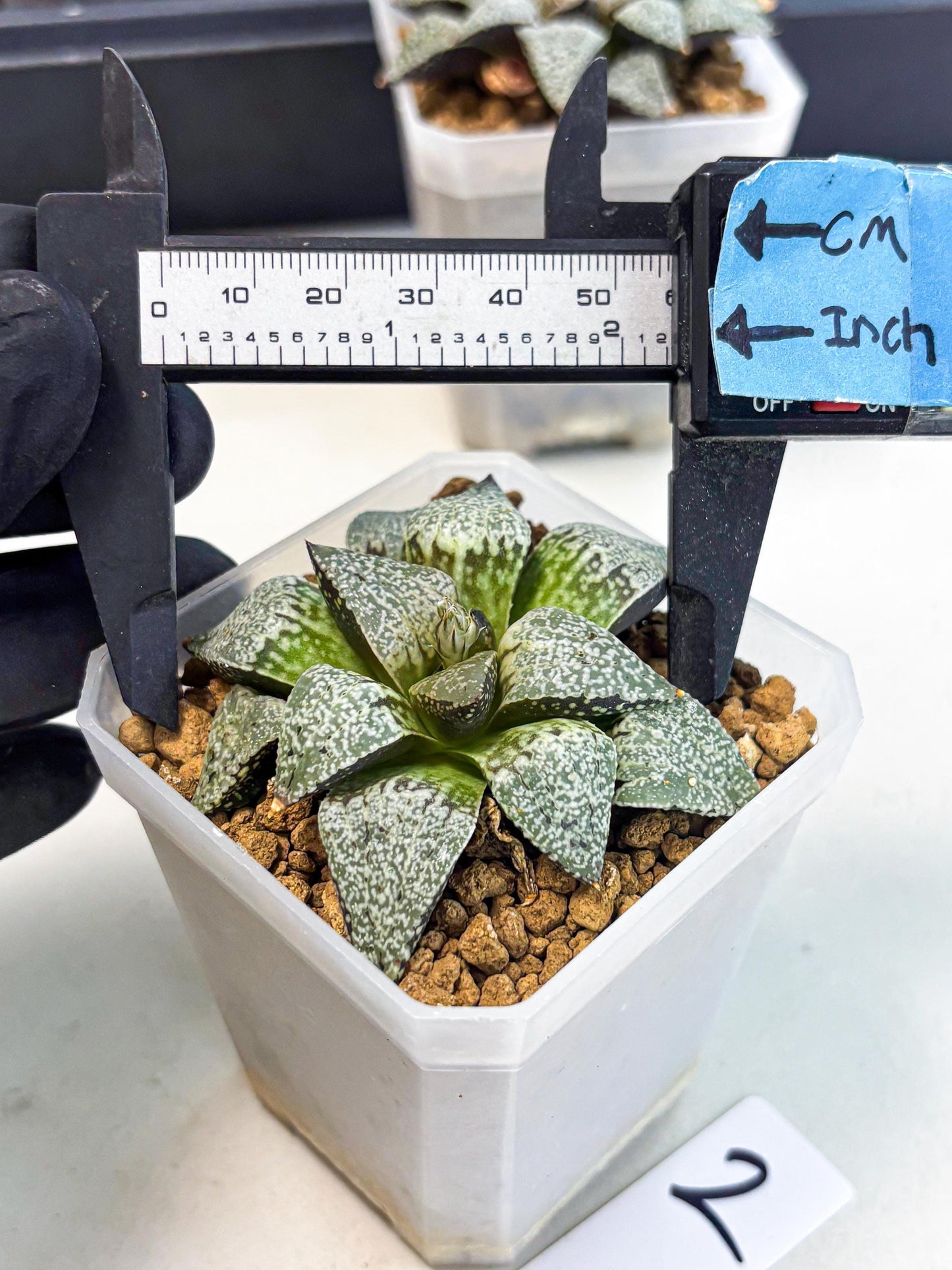 Haworthia Bojin (wa3) (y2) | Rare Succulent