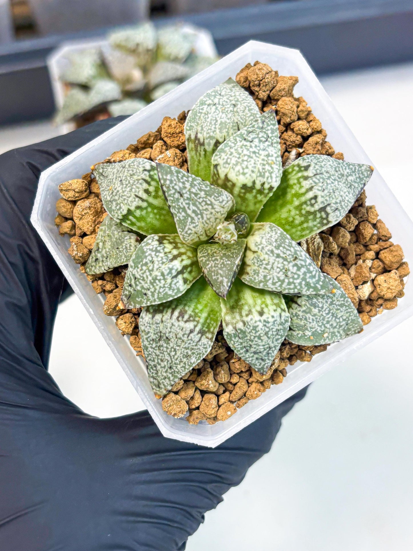Haworthia Bojin (wa3) (y2) | Rare Succulent