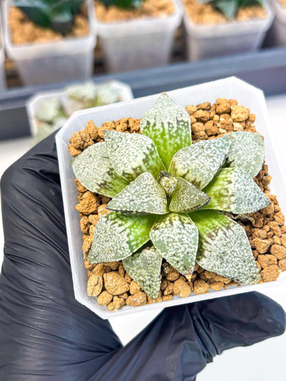 Haworthia Bojin (wa3) (y2) | Rare Succulent