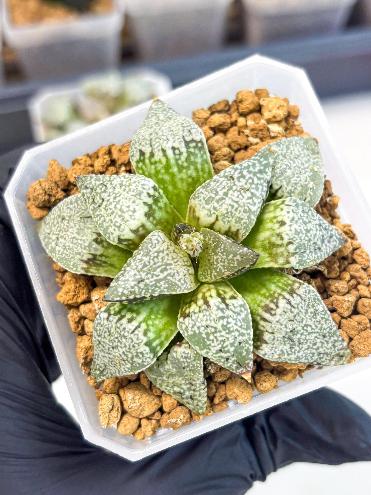 Haworthia Bojin (wa3) (y2) | Rare Succulent