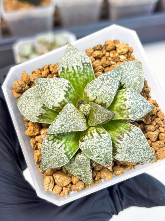 Haworthia Bojin (wa3) (y2) | Rare Succulent