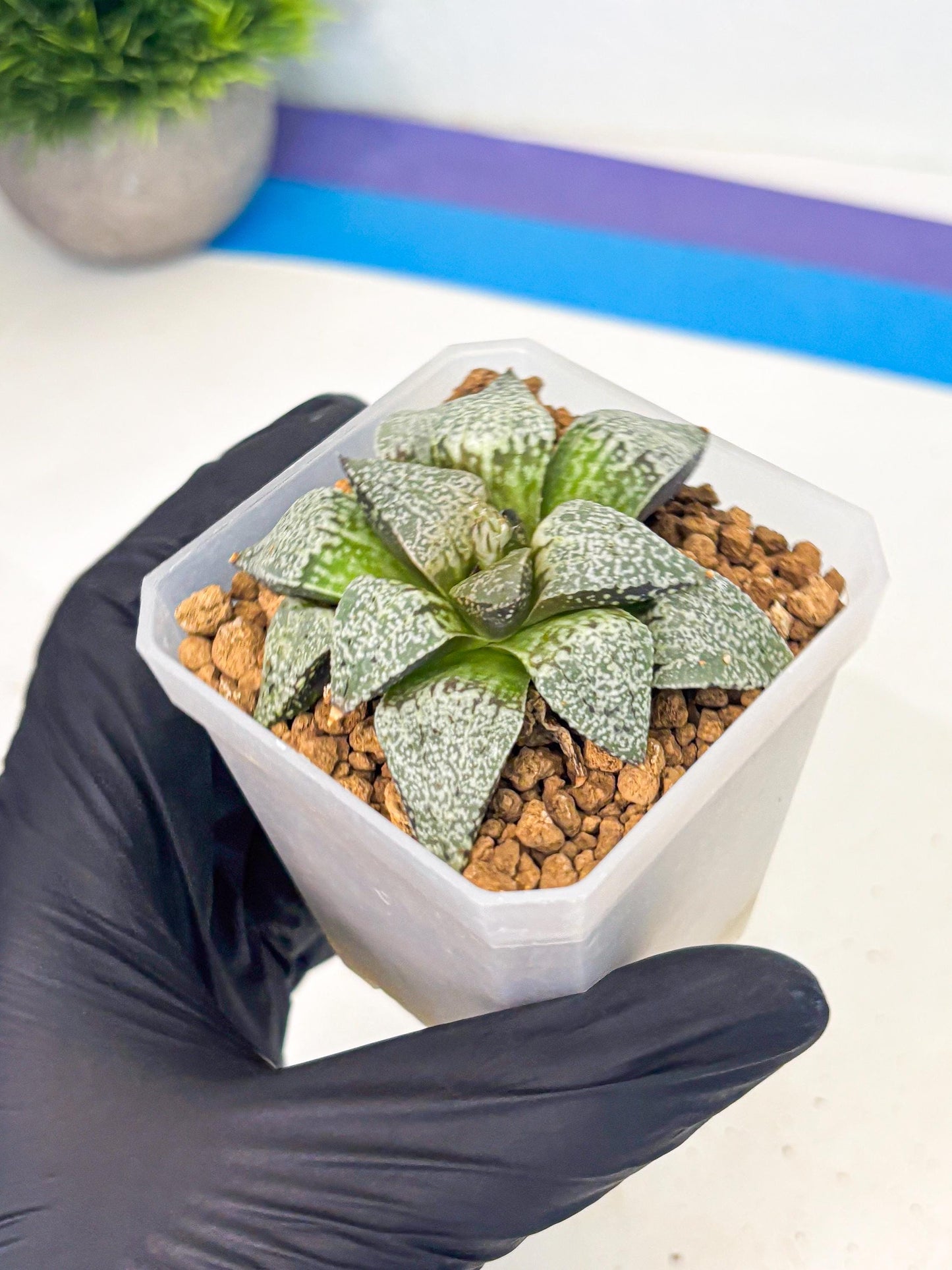 Haworthia Bojin (wa3) (y2) | Rare Succulent