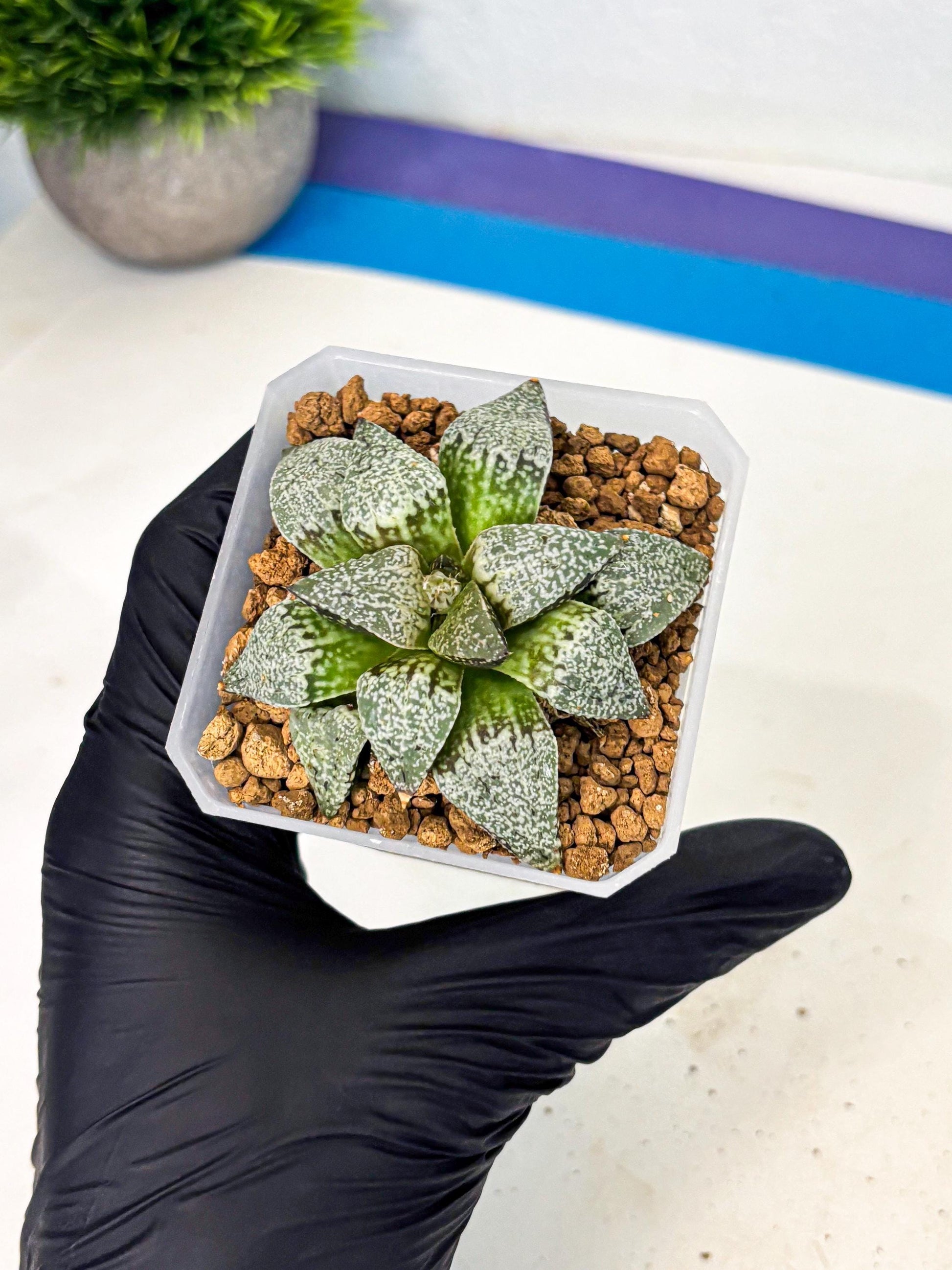 Haworthia Bojin (wa3) (y2) | Rare Succulent