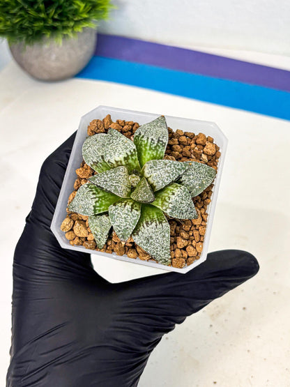 Haworthia Bojin (wa3) (y2) | Rare Succulent