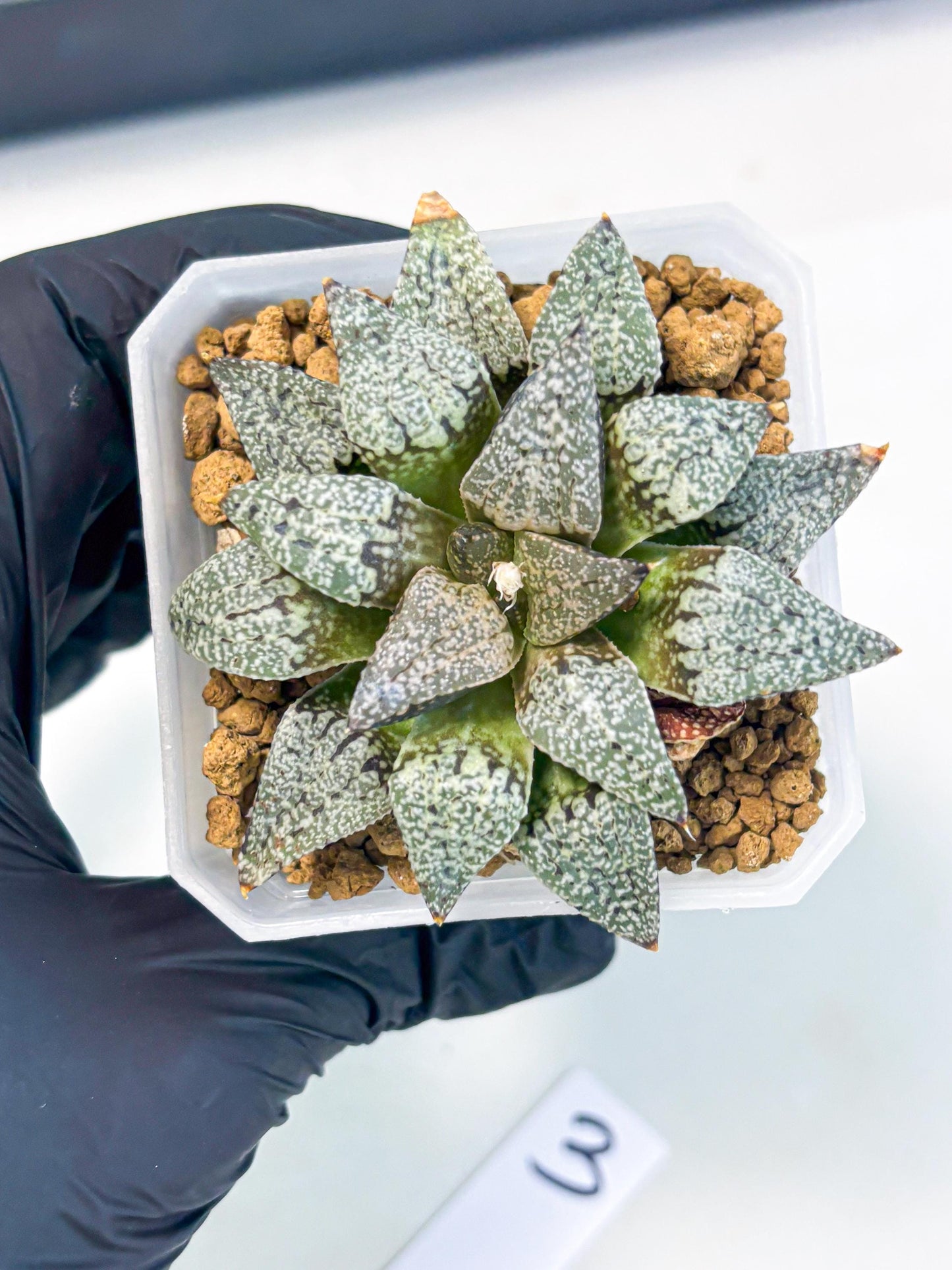 Haworthia Bojin (wa3) (y3) | Rare Succulent