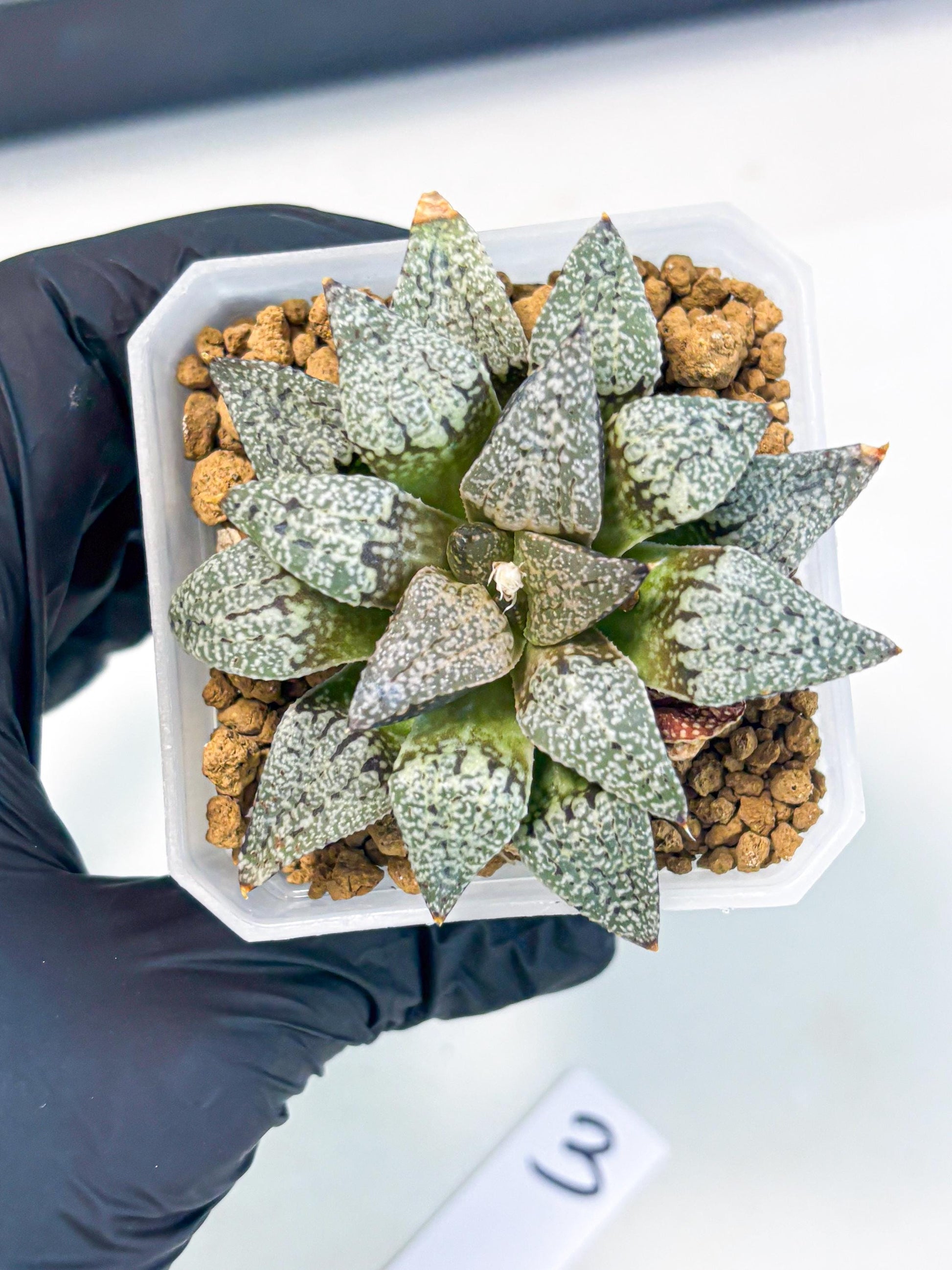 Haworthia Bojin (wa3) (y3) | Rare Succulent