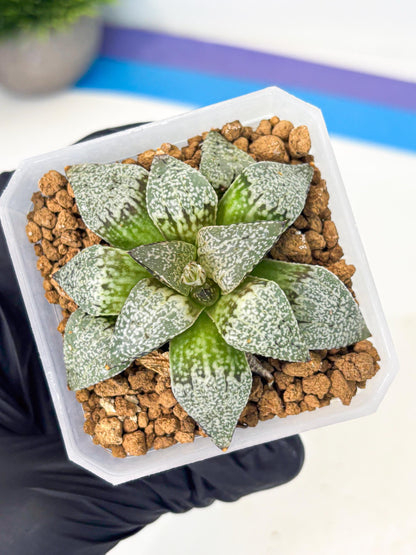 Haworthia Bojin (wa3) (y2) | Rare Succulent
