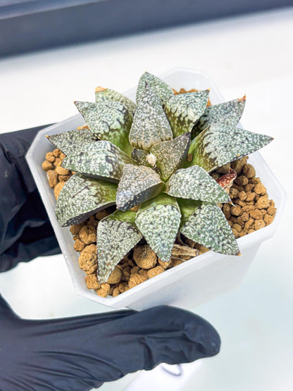 Haworthia Bojin (wa3) (y3) | Rare Succulent