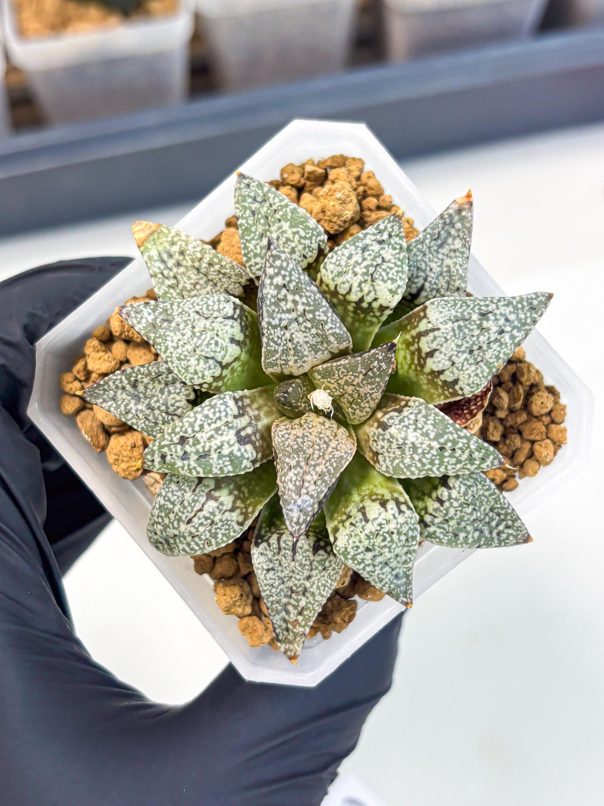 Haworthia Bojin (wa3) (y3) | Rare Succulent