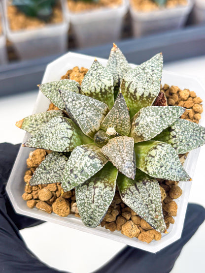 Haworthia Bojin (wa3) (y3) | Rare Succulent