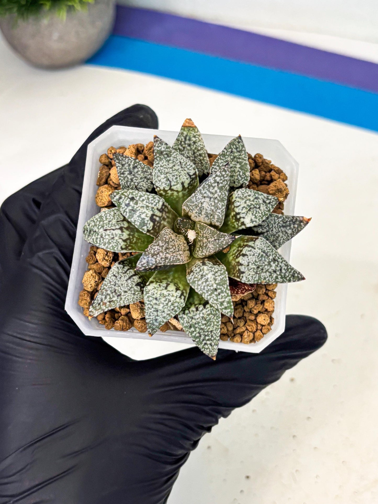 Haworthia Bojin (wa3) (y3) | Rare Succulent