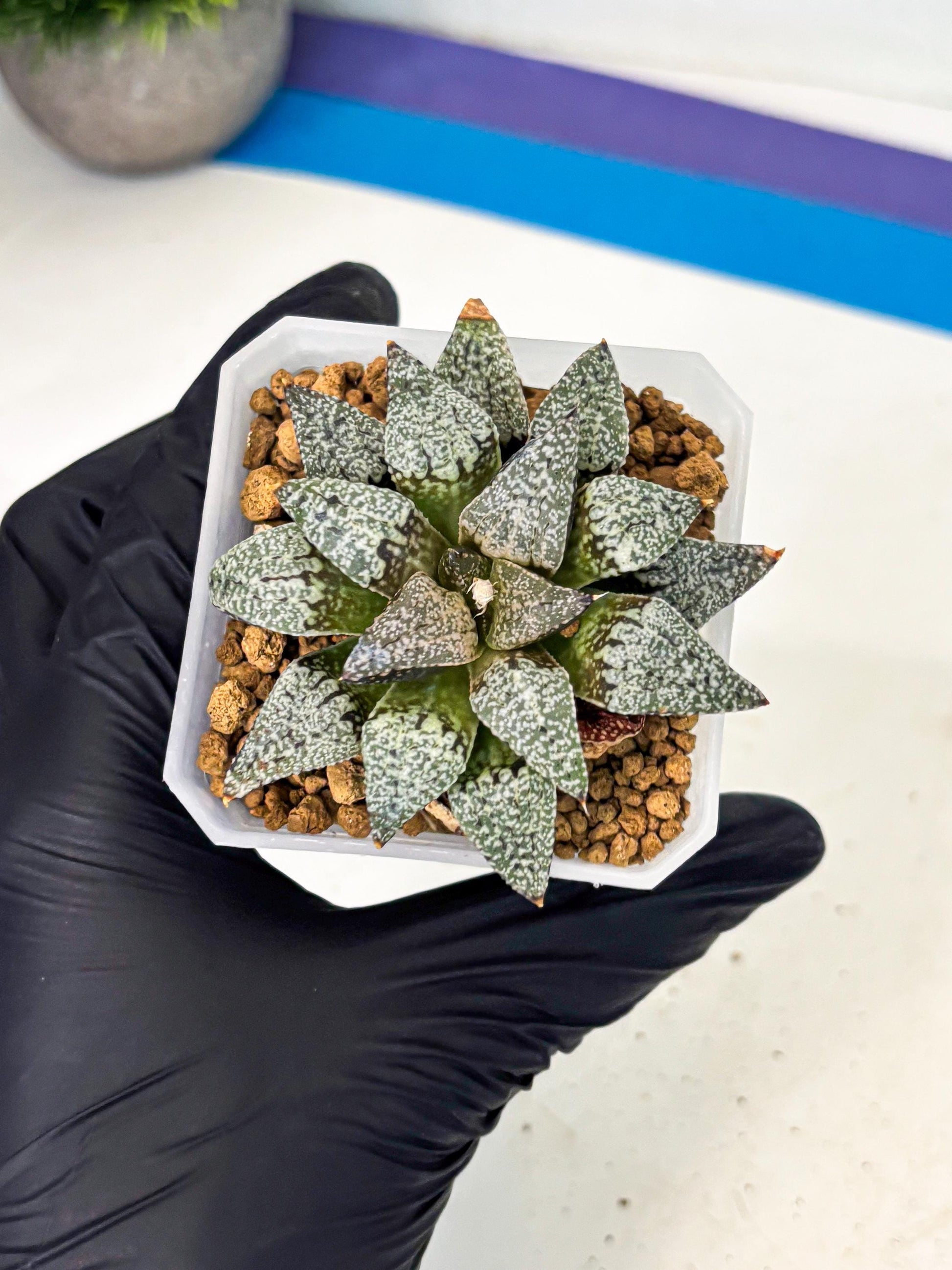 Haworthia Bojin (wa3) (y3) | Rare Succulent