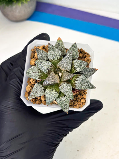 Haworthia Bojin (wa3) (y3) | Rare Succulent