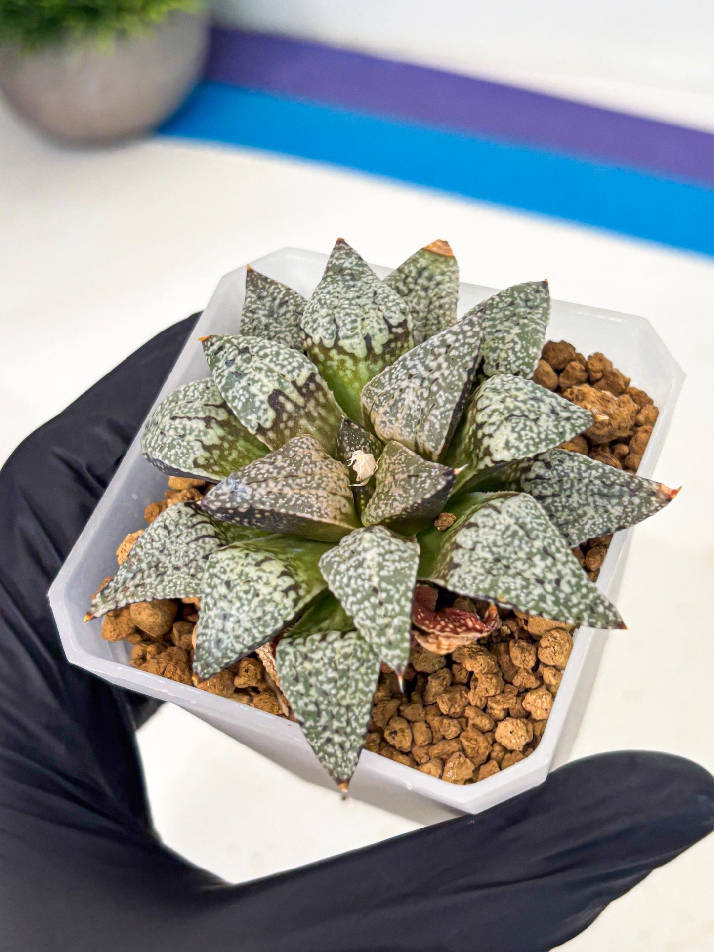 Haworthia Bojin (wa3) (y3) | Rare Succulent