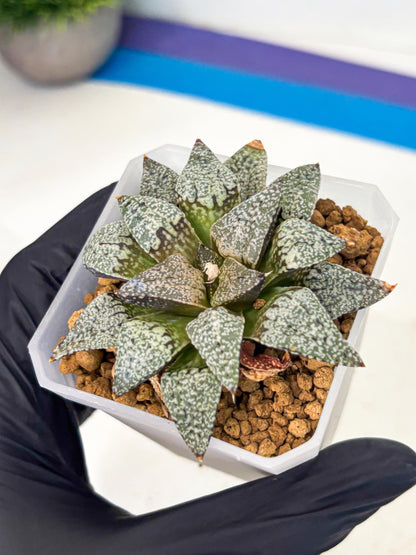 Haworthia Bojin (wa3) (y3) | Rare Succulent