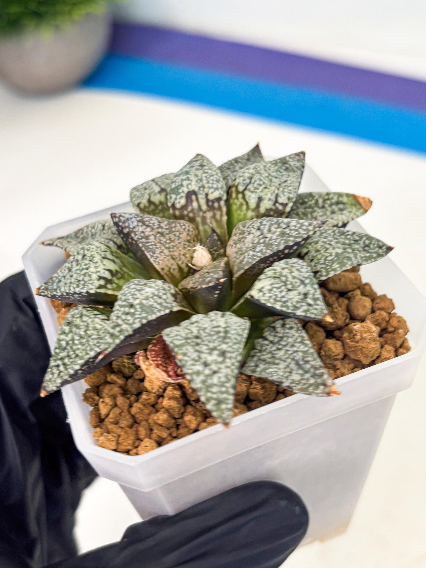 Haworthia Bojin (wa3) (y3) | Rare Succulent