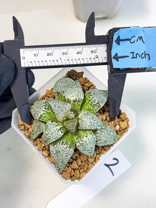Haworthia Bojin (wa3) (y2) | Rare Succulent