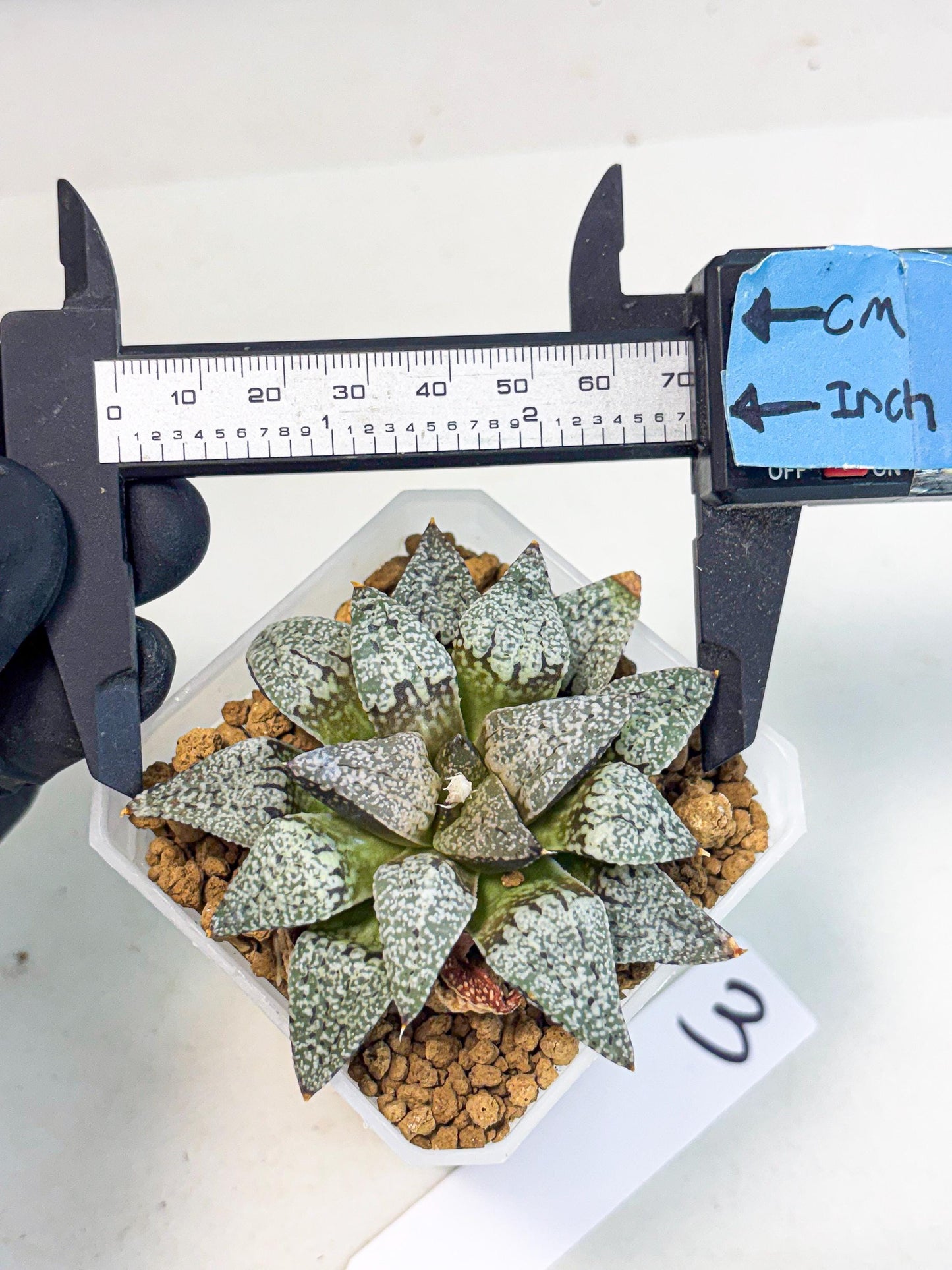 Haworthia Bojin (wa3) (y3) | Rare Succulent