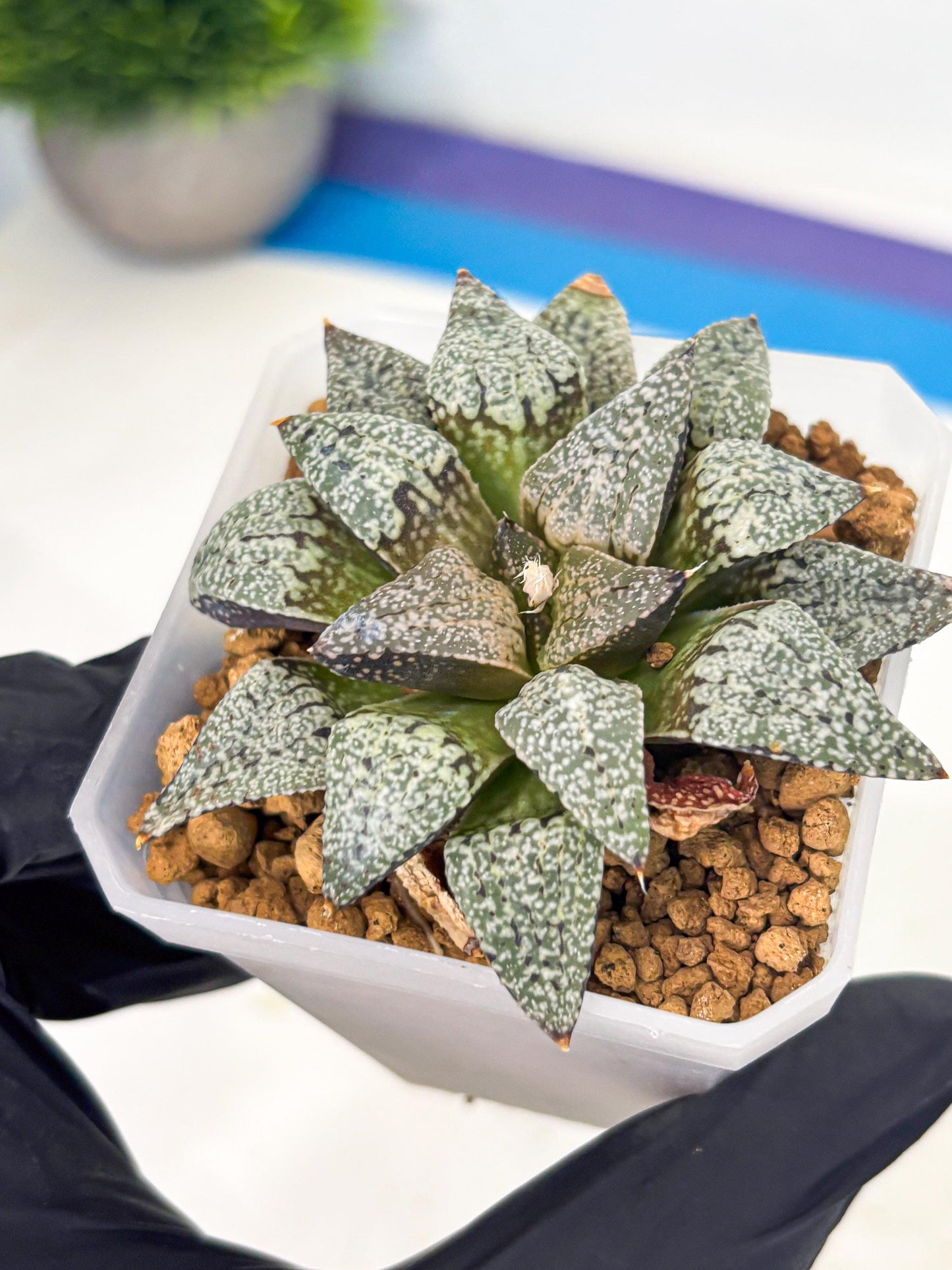 Haworthia Bojin (wa3) (y3) | Rare Succulent