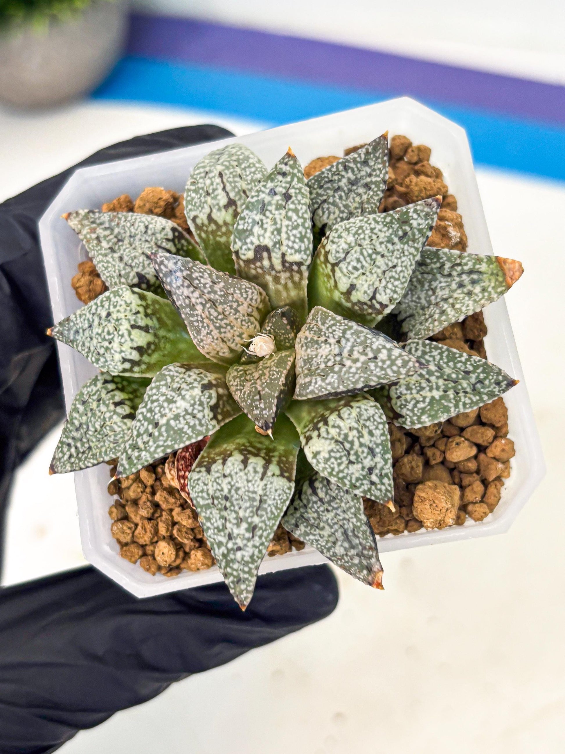 Haworthia Bojin (wa3) (y3) | Rare Succulent
