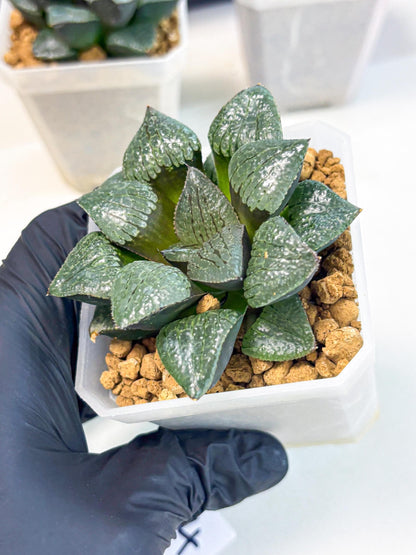Haworthia Xianggua Dao (wa3) (y4) | Hong Kong Import