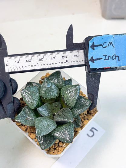 Haworthia Xianggua Dao (wa3) (y5) | Hong Kong Import