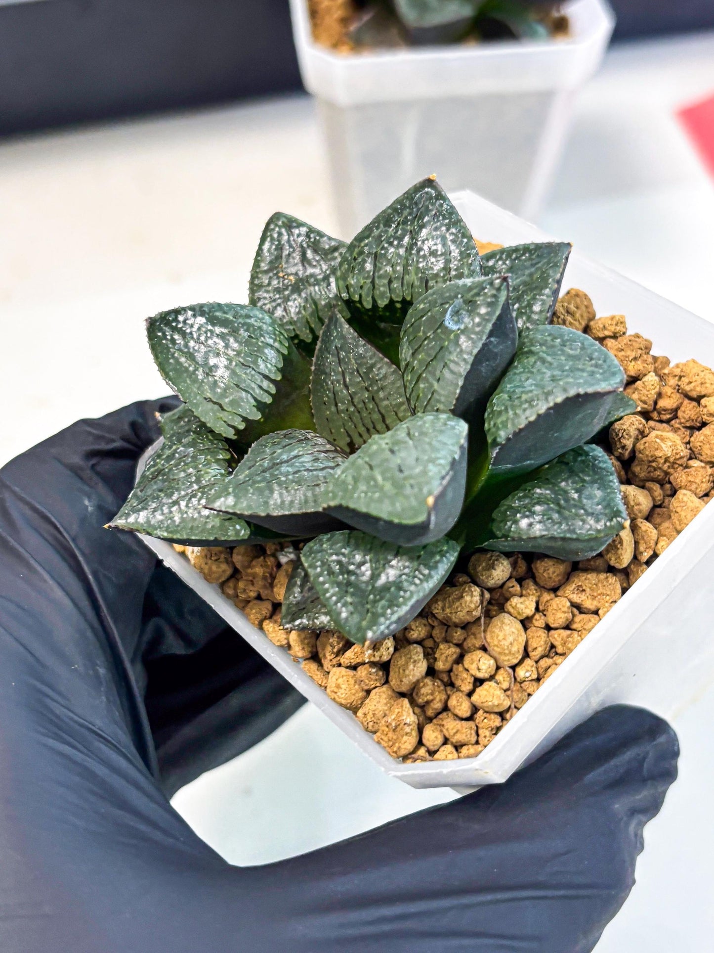 Haworthia Xianggua Dao (wa3) (y5) | Hong Kong Import