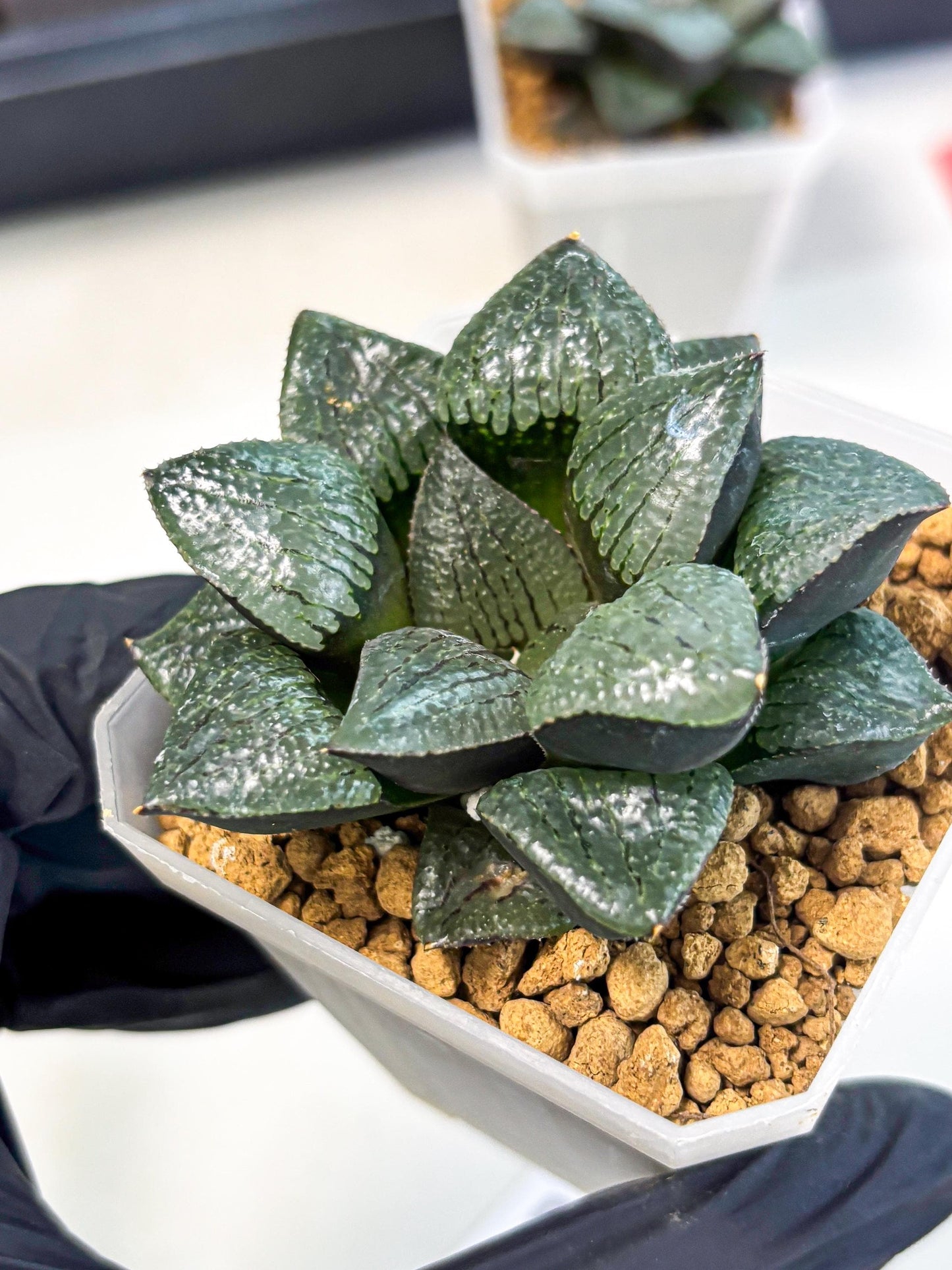 Haworthia Xianggua Dao (wa3) (y5) | Hong Kong Import