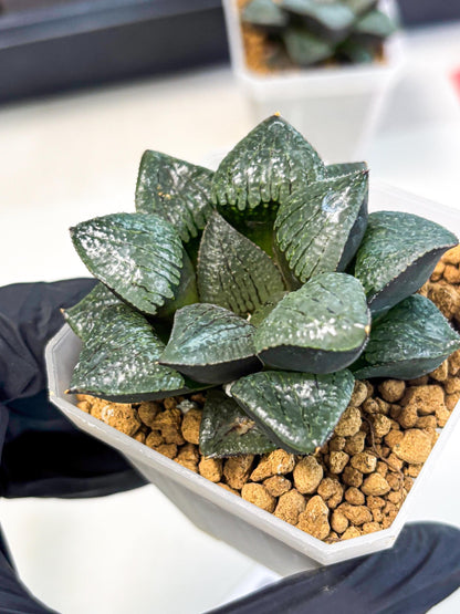 Haworthia Xianggua Dao (wa3) (y5) | Hong Kong Import