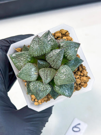 Haworthia Xianggua Dao (wa3) (y6) | Hong Kong Import