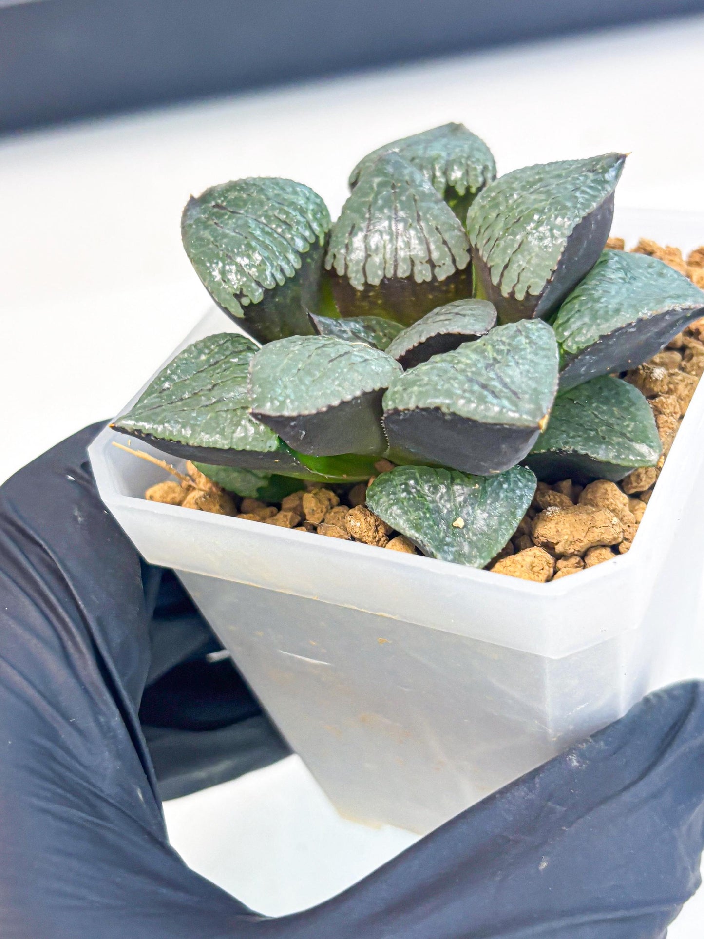 Haworthia Xianggua Dao (wa3) (y6) | Hong Kong Import