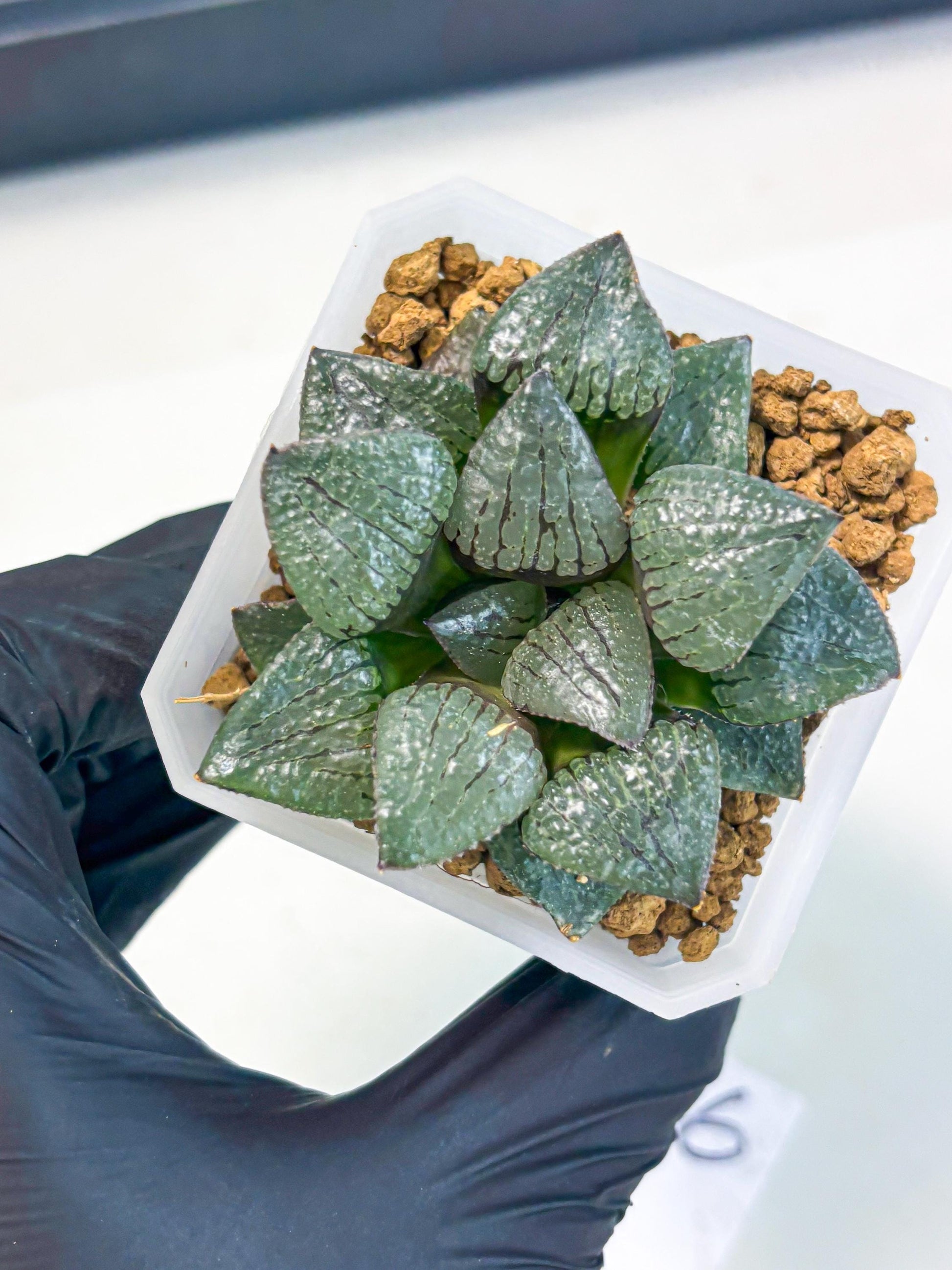 Haworthia Xianggua Dao (wa3) (y6) | Hong Kong Import