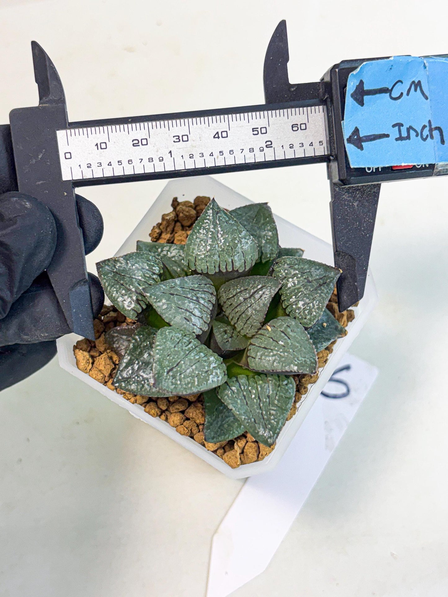 Haworthia Xianggua Dao (wa3) (y6) | Hong Kong Import