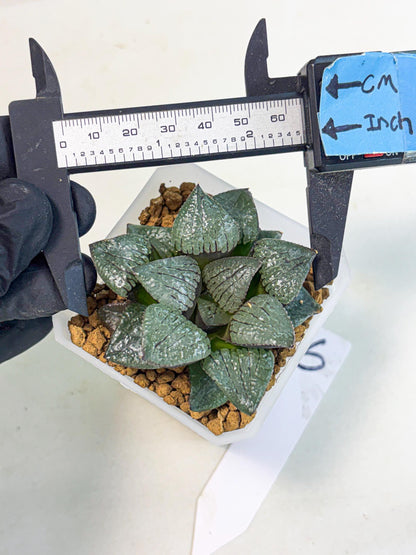 Haworthia Xianggua Dao (wa3) (y6) | Hong Kong Import