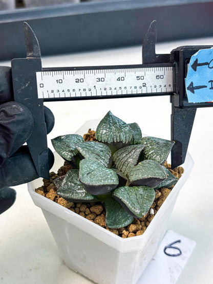 Haworthia Xianggua Dao (wa3) (y6) | Hong Kong Import