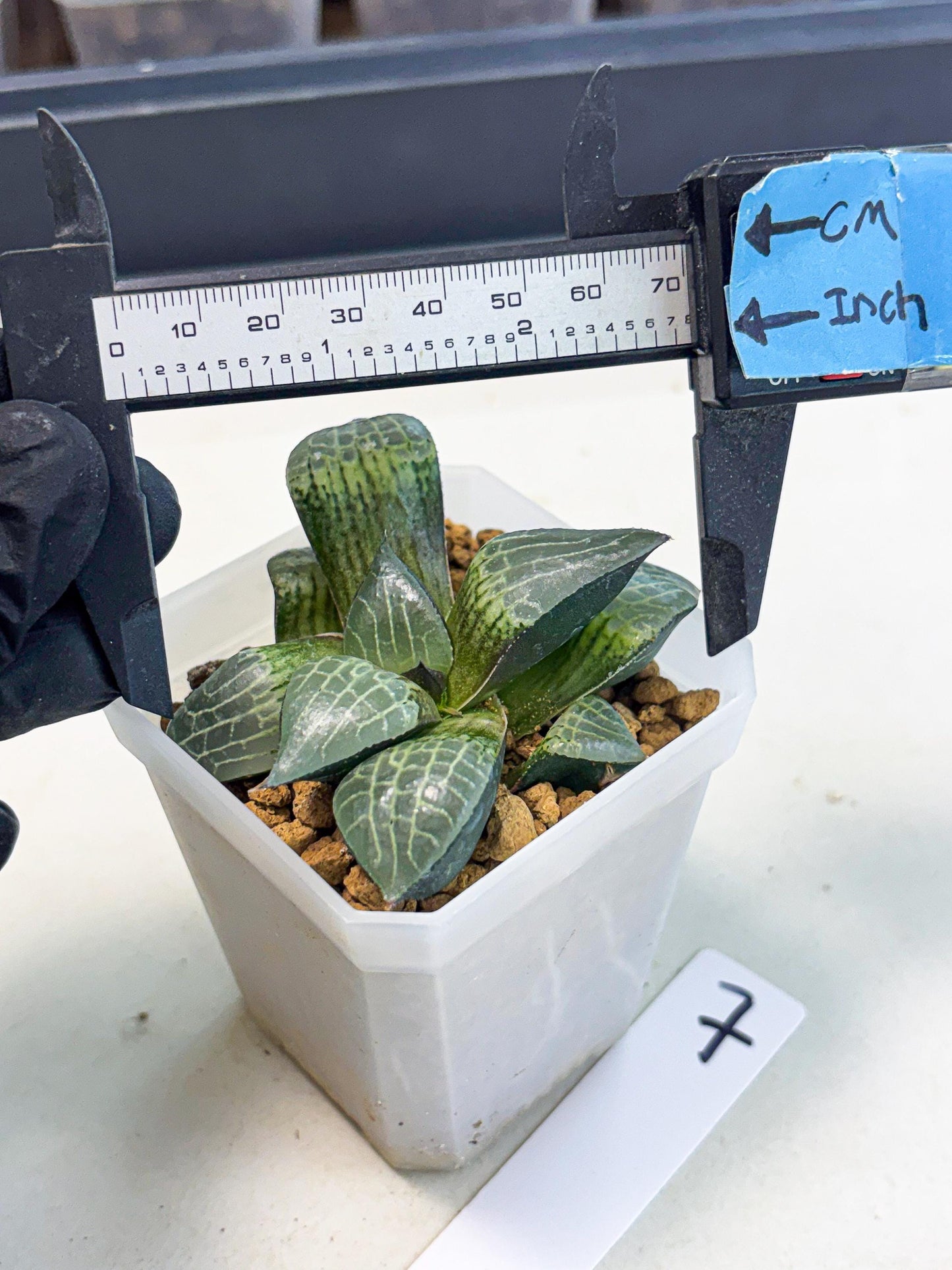 Haworthia Boli Kang (wa3) (y7) | Hong Kong Rare Species