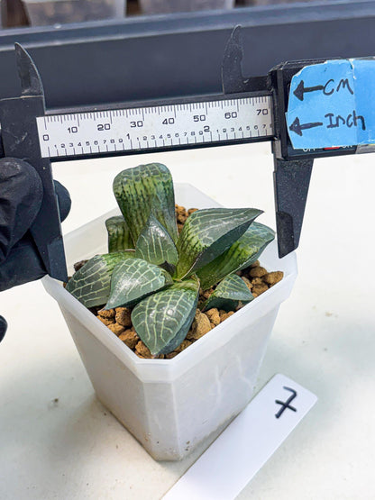 Haworthia Boli Kang (wa3) (y7) | Hong Kong Rare Species