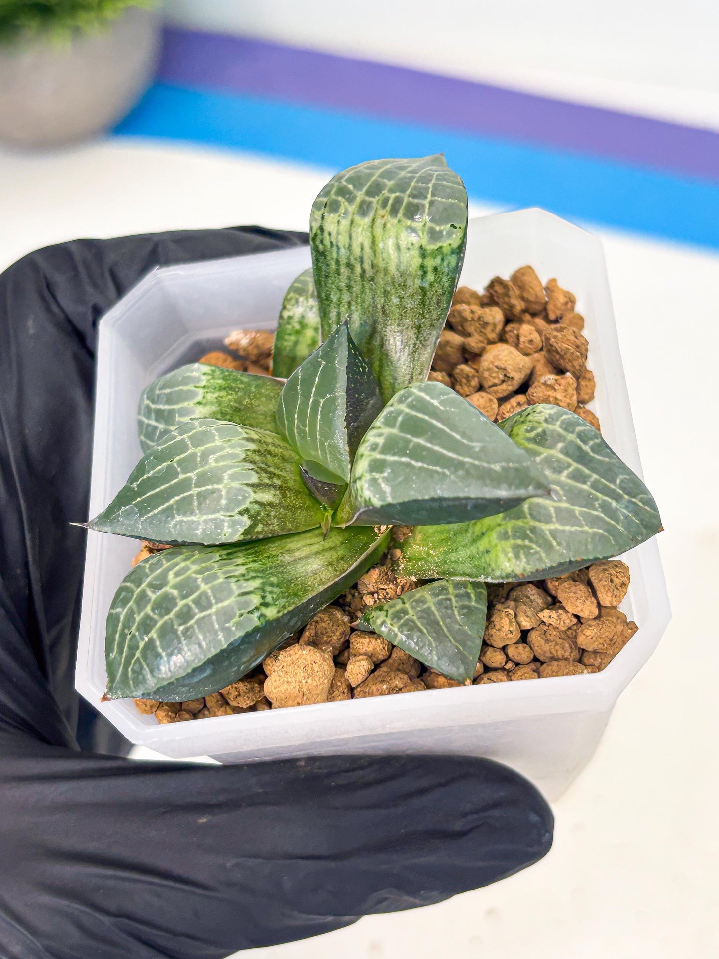 Haworthia Boli Kang (wa3) (y7) | Hong Kong Rare Species