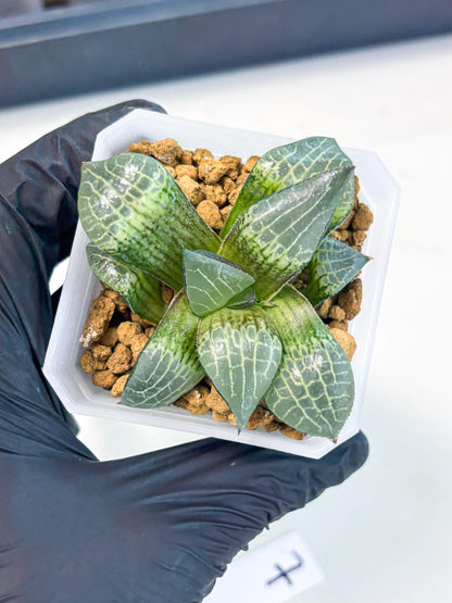Haworthia Boli Kang (wa3) (y7) | Hong Kong Rare Species